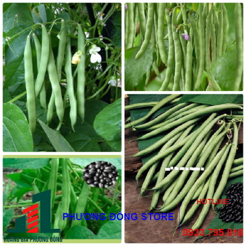 Hạt giống đậu đen xanh lòng